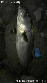 シーバス78cm 釣果情報 新潟県糸魚川 10年5月22日19時 Ksannst 即戦力釣り情報