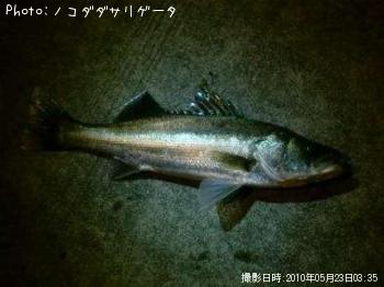 シーバス
