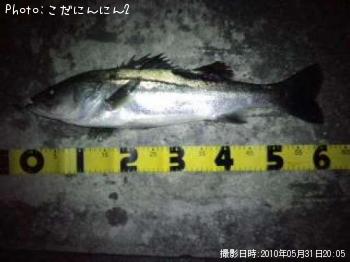 シーバス