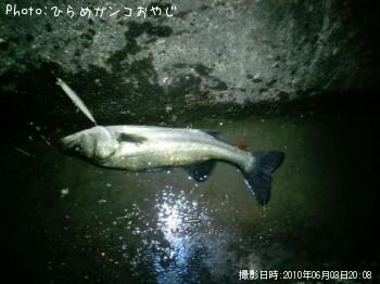 シーバス