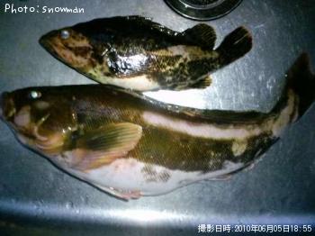 アイナメとベッコウ
