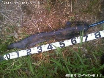ナマズ