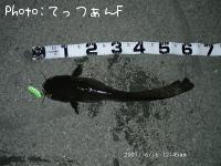 ナマズ
