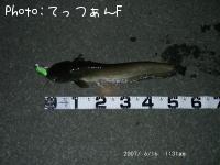ナマズ
