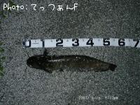 ナマズ