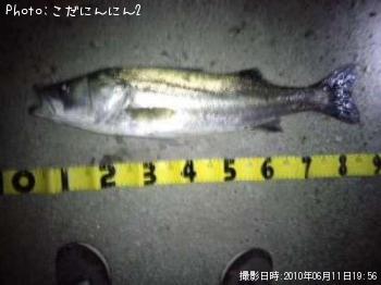 シーバス