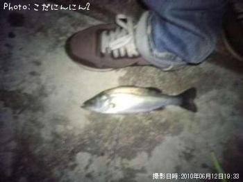 シーバス