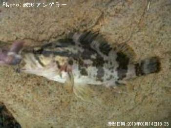 タケノコメバル