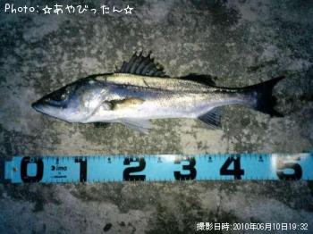 シーバス