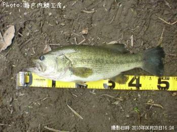 ブラックバス