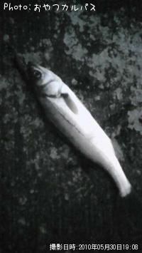 セイゴ