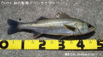 シーバス