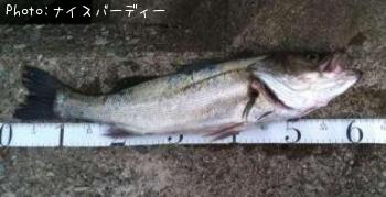 シーバス