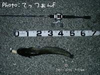 ナマズ