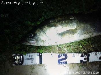 シーバス