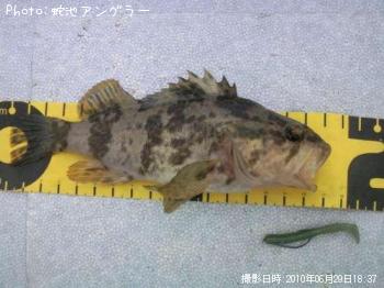 タケノコメバル