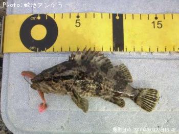 タケノコメバル