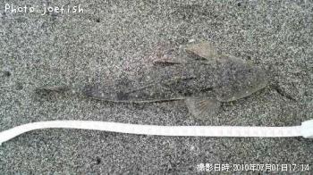マゴチ