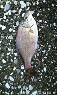 海タナゴ