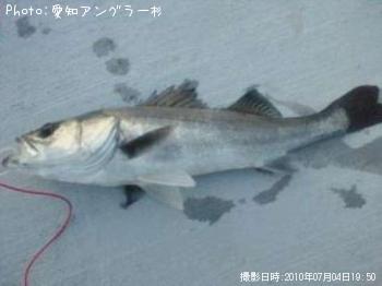 シーバス