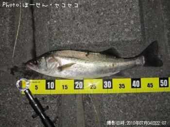 シーバス