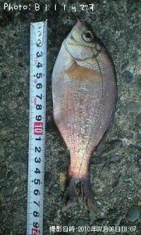 海タナゴ