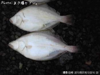 ソウハチカレイ