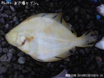 マツカワガレイ