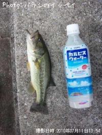ブラックバス