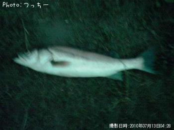 シーバス
