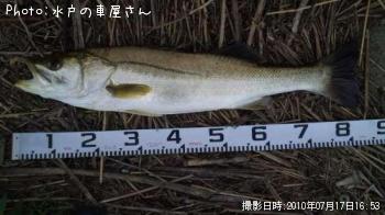 シーバス