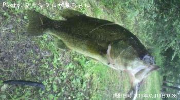 ブラックバス