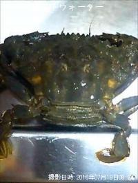 カニ