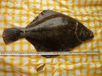 マツカワガレイ