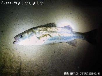 シーバス