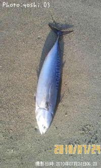 ソウダガツオ