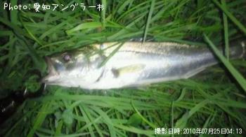 シーバス
