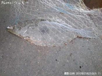 ヒラメ
