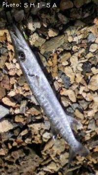 カマス