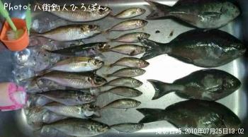 メジナ　鰺