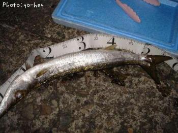 カマス