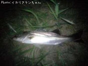 シーバス