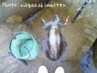 アオリイカ