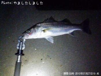 シーバス