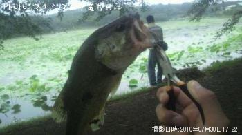 ブラックバス