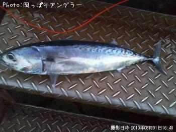 ソウダガツオ
