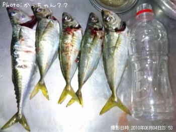 アジ　サバ