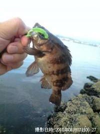 メバル