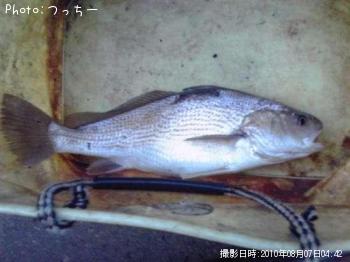 イシモチ