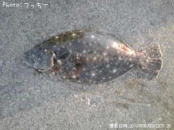 ヒラメ